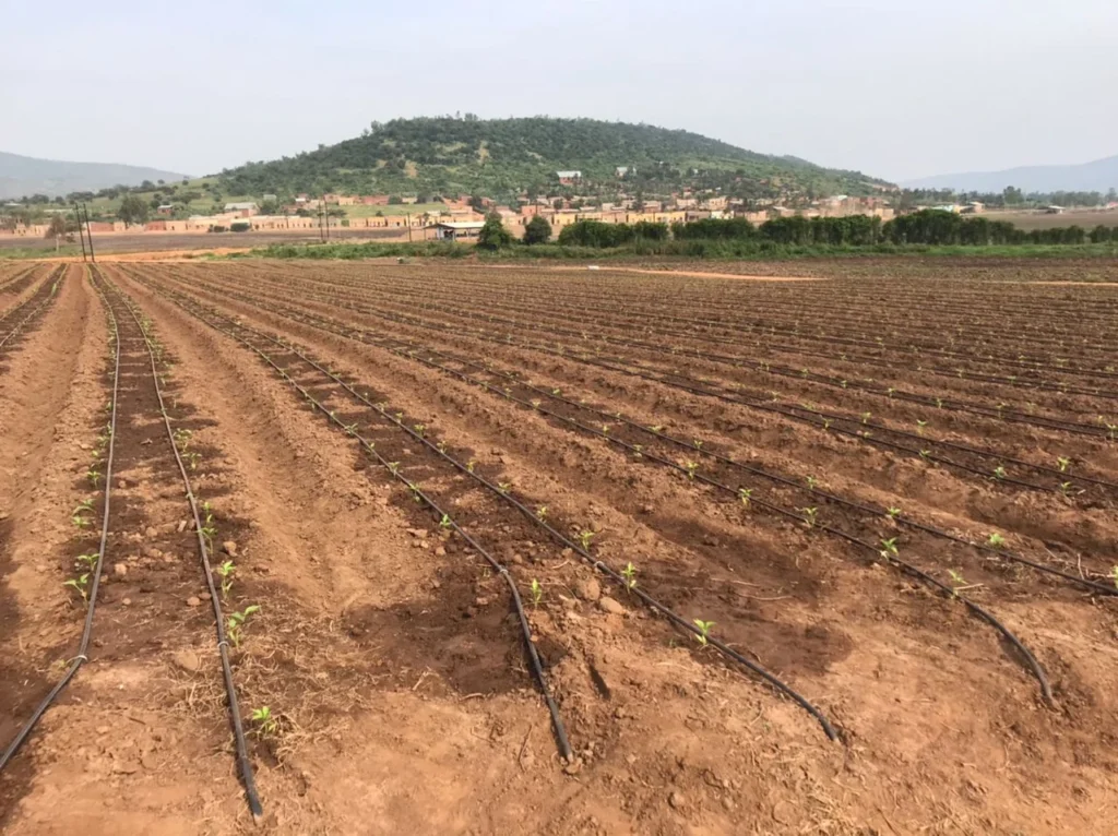 Drip Irrigation